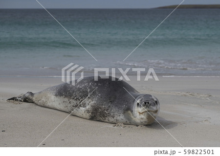 Leopard Seal (Hydrurga leptonyx) Leopard Seal (Hydrurga leptonyx) 59822501