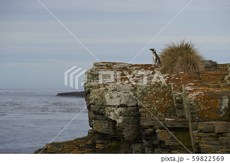 Magellanic Penguin looking out to sea 59822569