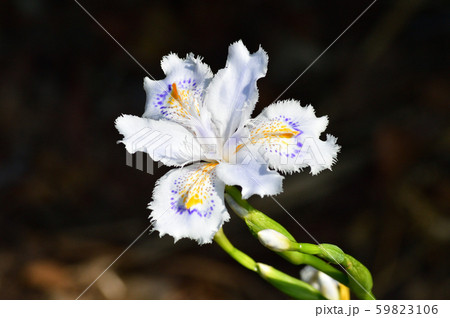 黄色と青の斑点模様があるシャガの白い花をクローズアップで撮影した写真 59823106