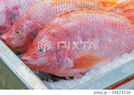 Raw Red Tilapia Fish for sale at Thai market 59824236