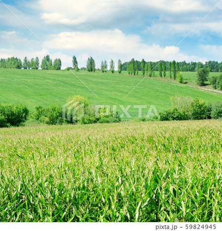 Green corn field and bright blue sky. Green corn field and bright blue sky. 59824945