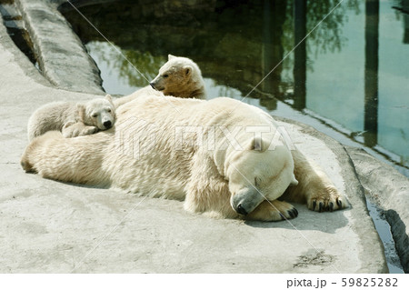 Polar she-bear with cubs sleeps 59825282