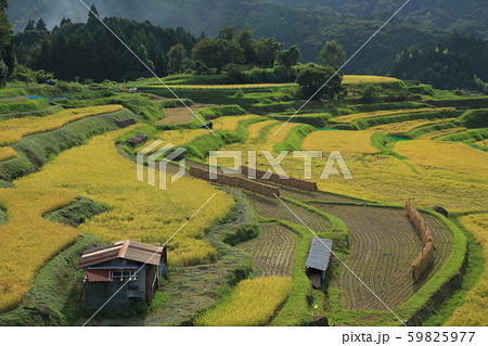 山口県 中須北地区の棚田 収穫 初秋 山口県 中須北地区の棚田 収穫 初秋 59825977