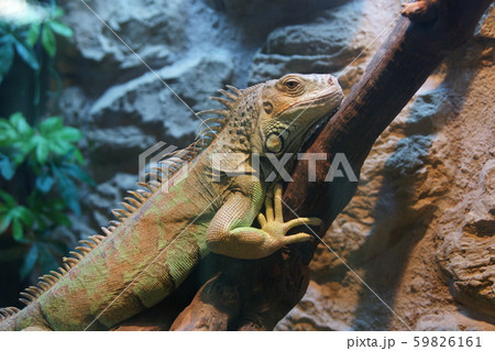 Iguana on a branch 59826161