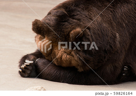 Big grizzly bear sleeps 59826164