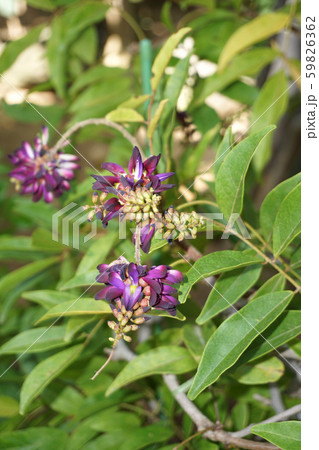 サッコウフジ 59826362