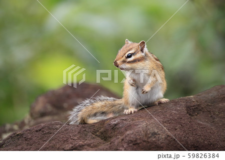 シマリス 59826384