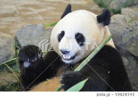 竹と笹の葉を食べるパンダの写真素材