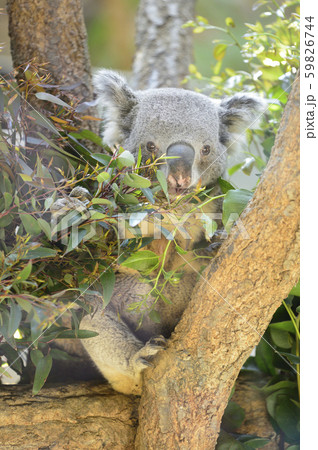 ユーカリの葉を食べるコアラの写真素材