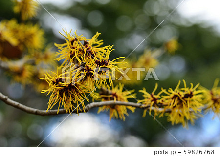 万作の写真素材