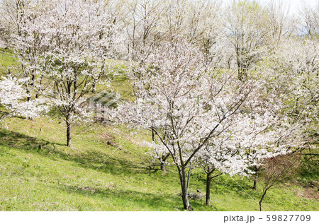 キリン木曽川水源の森 キリン木曽川水源の森 59827709