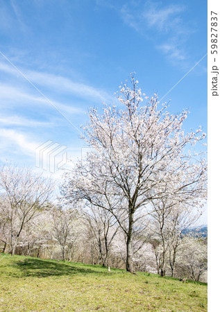 キリン木曽川水源の森 59827837