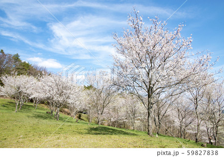 キリン木曽川水源の森 59827838