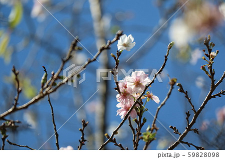 10月に咲く不断桜 10月に咲く不断桜 59828098