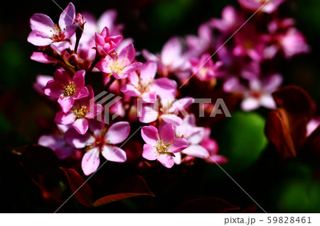 ベニバナシャリンバイの花 ベニバナシャリンバイの花 59828461