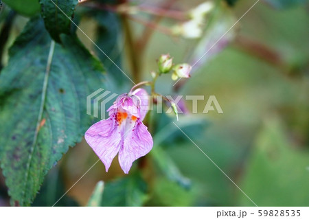 １１月に咲く 釣船草  59828535