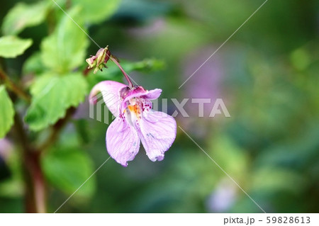 １１月に咲く 釣船草  59828613