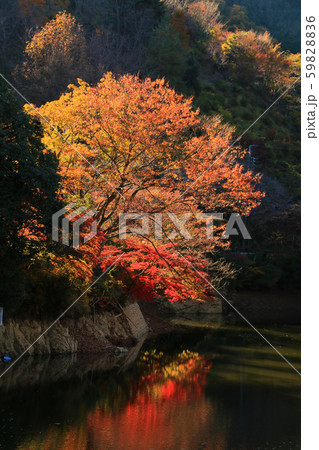 紅葉（埼玉県毛呂山町） 59828836