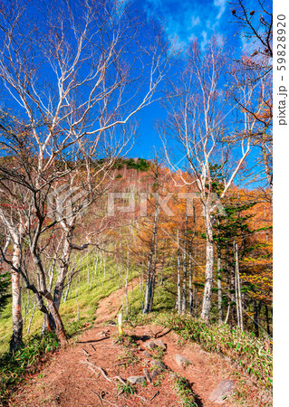 栃木　日光　半月山展望台への登山道 59828920