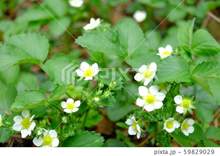 家庭菜園の苺の花 家庭菜園の苺の花 59829029