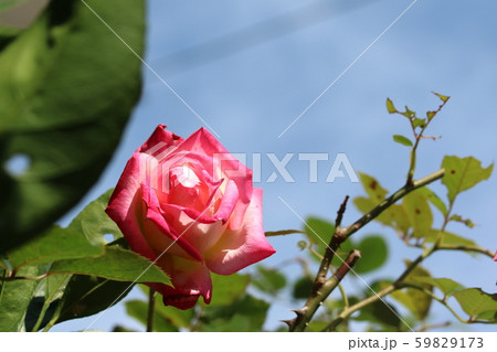 冬に咲く真紅の薔薇が綺麗です！ 59829173