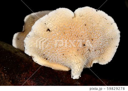 自然　茸　ハチノスタケ、裏側は網目の様な大きめの管孔。これを『蜂の巣』に見立てた名前？ 59829278