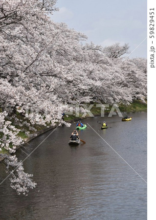 福岡堰さくら公園堰 59829451