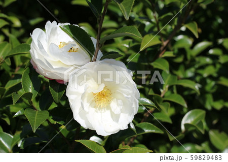 白い山茶花 白い山茶花 59829483
