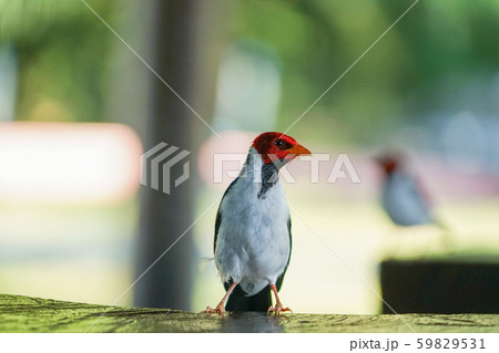 キバシコウカンチョウ 59829531