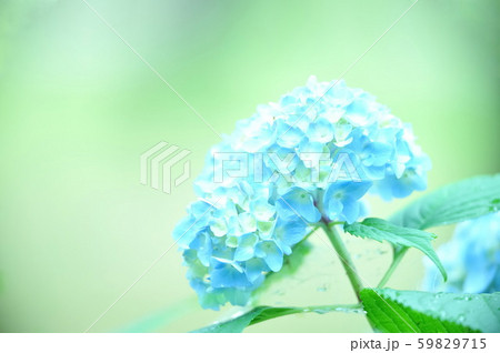 アジサイ 59829715