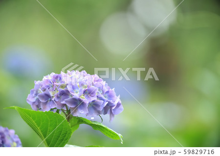 アジサイ 59829716