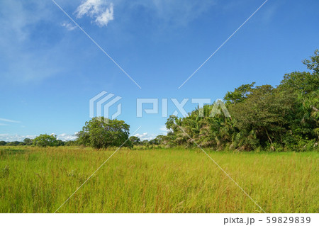 パンタナールの風景 59829839