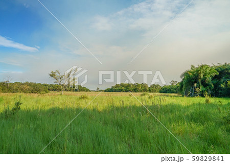 パンタナールの風景 59829841