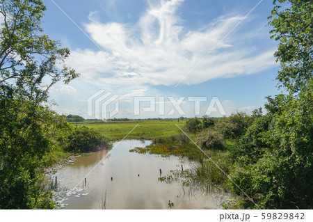 パンタナールの風景 59829842