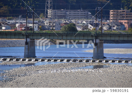 多摩川と京王線と鷺と秋　府中市　多摩市 59830191