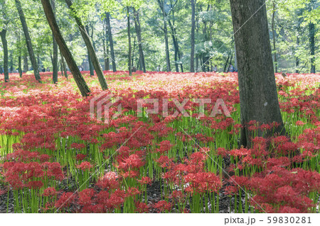 【巾着田　彼岸花】 59830281