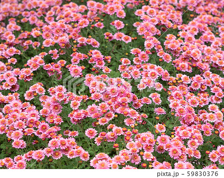 小菊 59830376