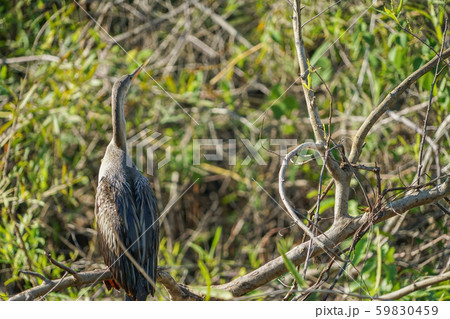 アメリカヘビウ アメリカヘビウ 59830459