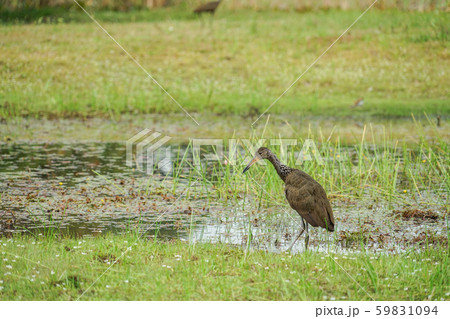 パンタナールの水鳥 59831094