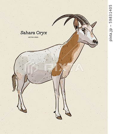 The scimitar oryx or scimitar-horned oryx, also 59831405