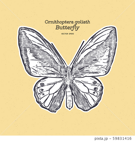 Ornithoptera goliath butterfly, hand draw sketch Ornithoptera goliath butterfly, hand draw sketch 59831416