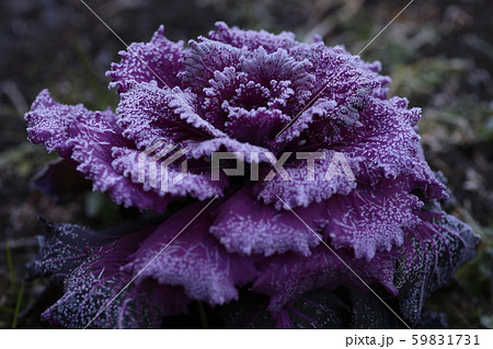 霜の降りた葉ボタン 59831731