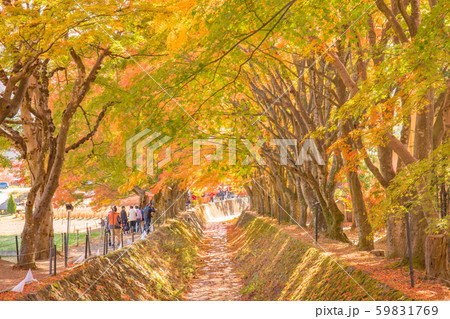 【河口湖】 もみじ回廊 【河口湖】 もみじ回廊 59831769