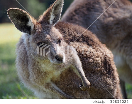 カンガルー カンガルー 59832022