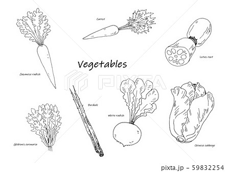 冬野菜の手描き線画イラストセット 59832254