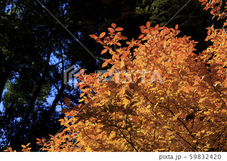 橙色に色付いたヤマコウバシの葉 - 東京の秋 59832420