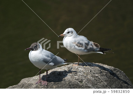 ユリカモメ ユリカモメ 59832850