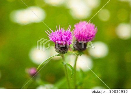 野アザミ咲く湿原です。後ろに白く写っているのはフランス菊です。 野アザミ咲く湿原です。後ろに白く写っているのはフランス菊です。 59832956
