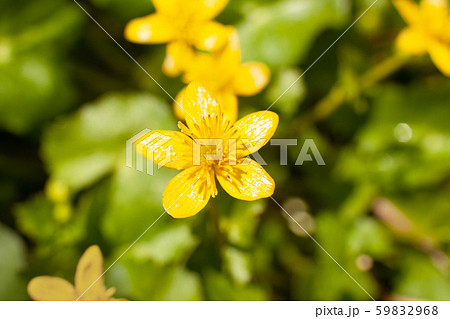 裏匹見峡の渓流沿いにリュウキンカ 立金花 が咲いています 縁起の良いイメージ表現にどうぞ の写真素材