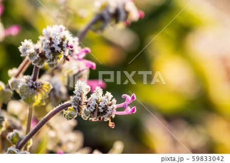 冬の花　ホトケノザ 59833042